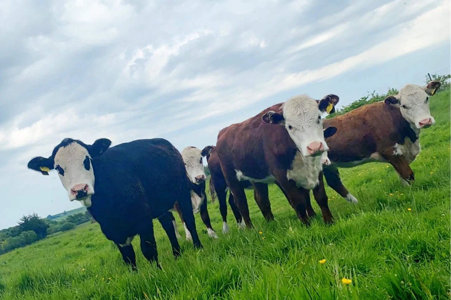  Moo and Me Time Cow Cuddling